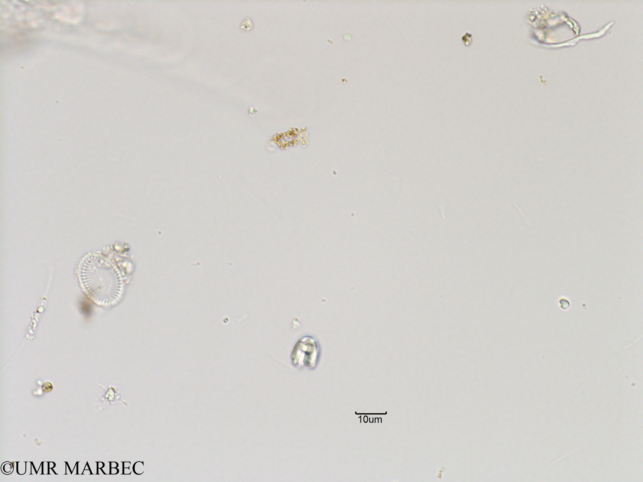 phyto/Bizerte/bizerte_bay/RISCO November 2015/Nanoflagellé 17 (Baie_T5-C3-flagellé).tif(copy).jpg